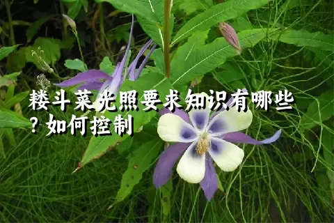 耧斗菜光照要求知识有哪些？如何控制