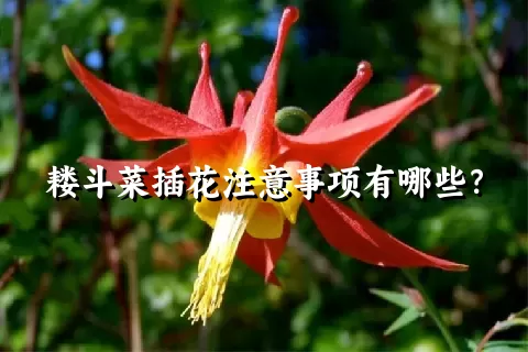 耧斗菜插花注意事项有哪些？