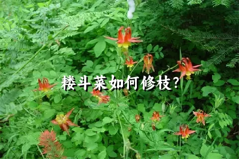 耧斗菜如何修枝？