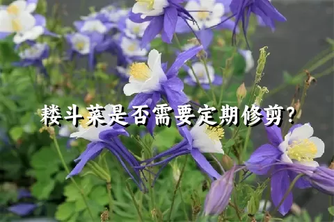 耧斗菜是否需要定期修剪？