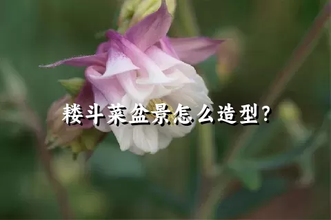 耧斗菜盆景怎么造型？