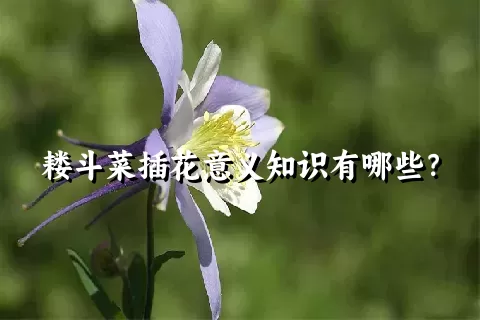 耧斗菜插花意义知识有哪些？