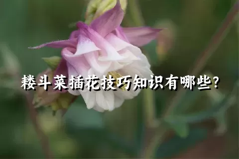 耧斗菜插花技巧知识有哪些？