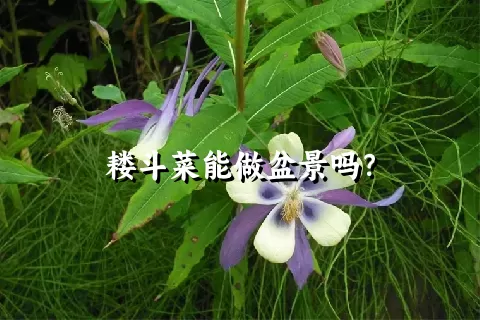 耧斗菜能做盆景吗？