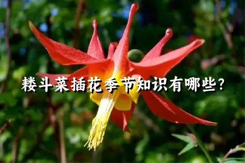 耧斗菜插花季节知识有哪些？