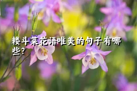 耧斗菜花语唯美的句子有哪些？