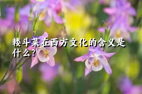 耧斗菜在西方文化的含义是什么？