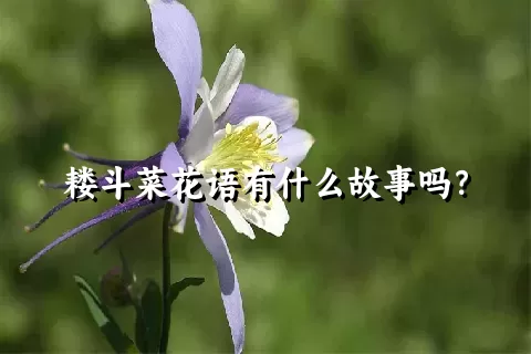 耧斗菜花语有什么故事吗？