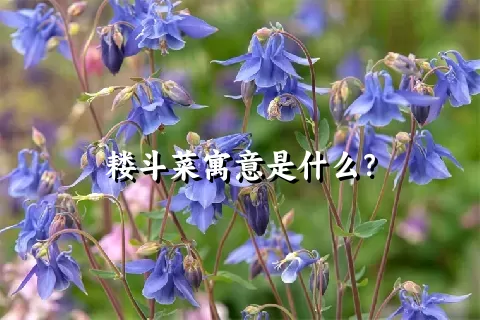 耧斗菜寓意是什么？