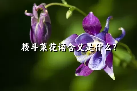 耧斗菜花语含义是什么？