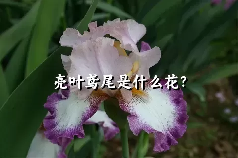 亮叶鸢尾是什么花？