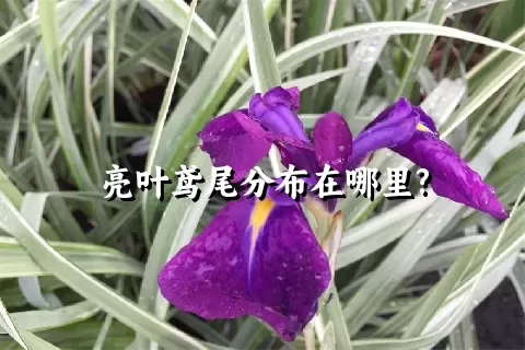 亮叶鸢尾分布在哪里?