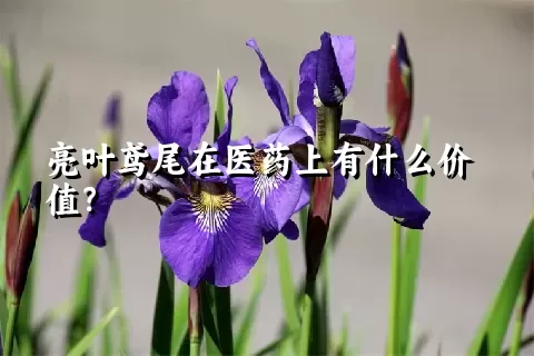 亮叶鸢尾在医药上有什么价值？