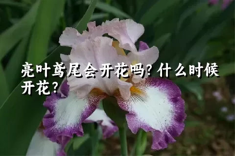 亮叶鸢尾会开花吗？什么时候开花？