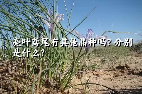 亮叶鸢尾有其他品种吗？分别是什么？