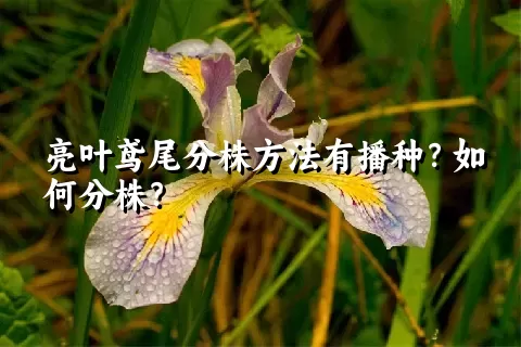 亮叶鸢尾分株方法有播种？如何分株？