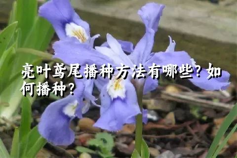 亮叶鸢尾播种方法有哪些？如何播种？