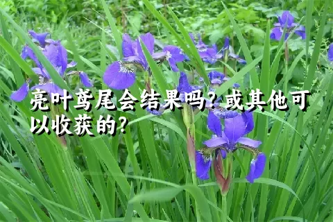 亮叶鸢尾会结果吗？或其他可以收获的？