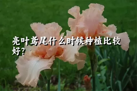 亮叶鸢尾什么时候种植比较好？