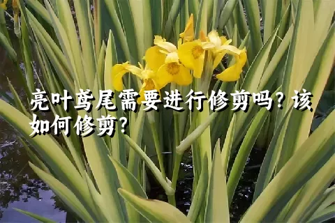 亮叶鸢尾需要进行修剪吗？该如何修剪？