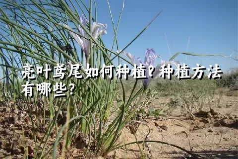 亮叶鸢尾如何种植？种植方法有哪些？