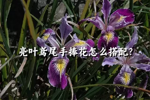 亮叶鸢尾手捧花怎么搭配？