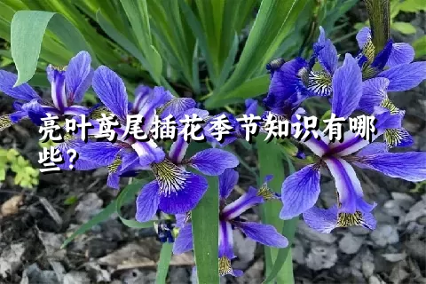 亮叶鸢尾插花季节知识有哪些？