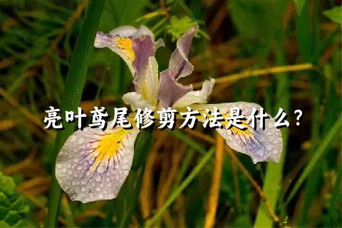 亮叶鸢尾修剪方法是什么？