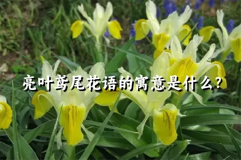 亮叶鸢尾花语的寓意是什么？