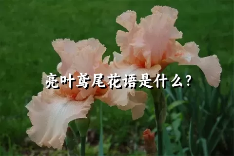 亮叶鸢尾花语是什么？