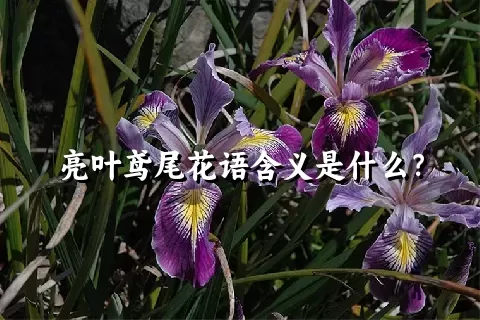 亮叶鸢尾花语含义是什么？