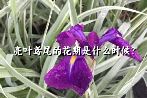 亮叶鸢尾的花期是什么时候？