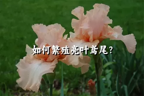 如何繁殖亮叶鸢尾？