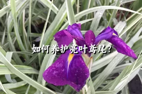 如何养护亮叶鸢尾？