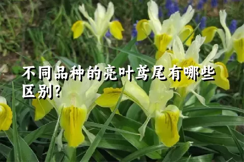 不同品种的亮叶鸢尾有哪些区别？