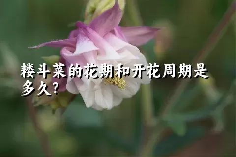 耧斗菜的花期和开花周期是多久？