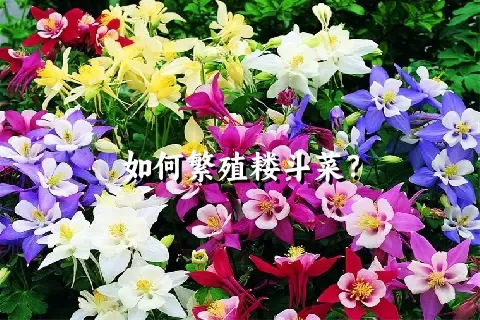 如何繁殖耧斗菜？