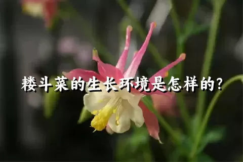 耧斗菜的生长环境是怎样的？