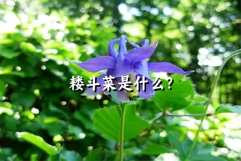 耧斗菜是什么？