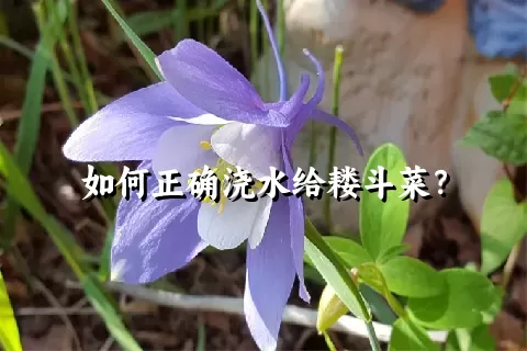 如何正确浇水给耧斗菜？