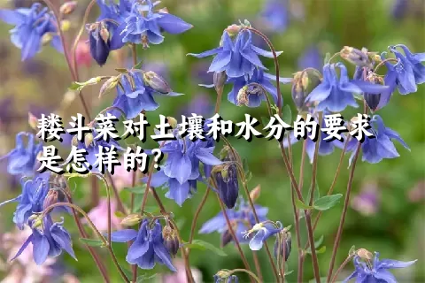 耧斗菜对土壤和水分的要求是怎样的？