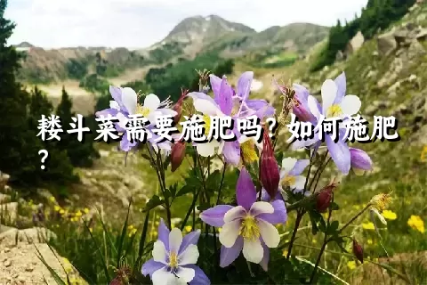 耧斗菜需要施肥吗？如何施肥？