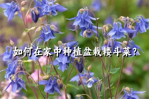 如何在家中种植盆栽耧斗菜？