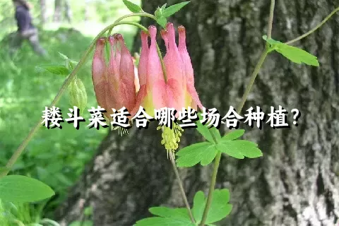 耧斗菜适合哪些场合种植？