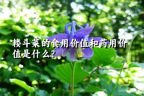 耧斗菜的食用价值和药用价值是什么？