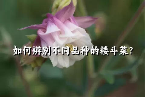 如何辨别不同品种的耧斗菜？