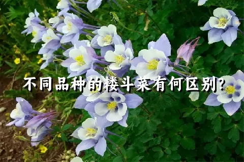 不同品种的耧斗菜有何区别？