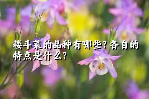 耧斗菜的品种有哪些？各自的特点是什么？