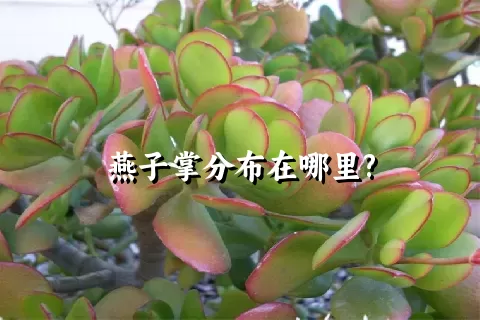 燕子掌分布在哪里?