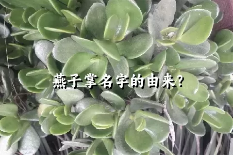 燕子掌名字的由来？